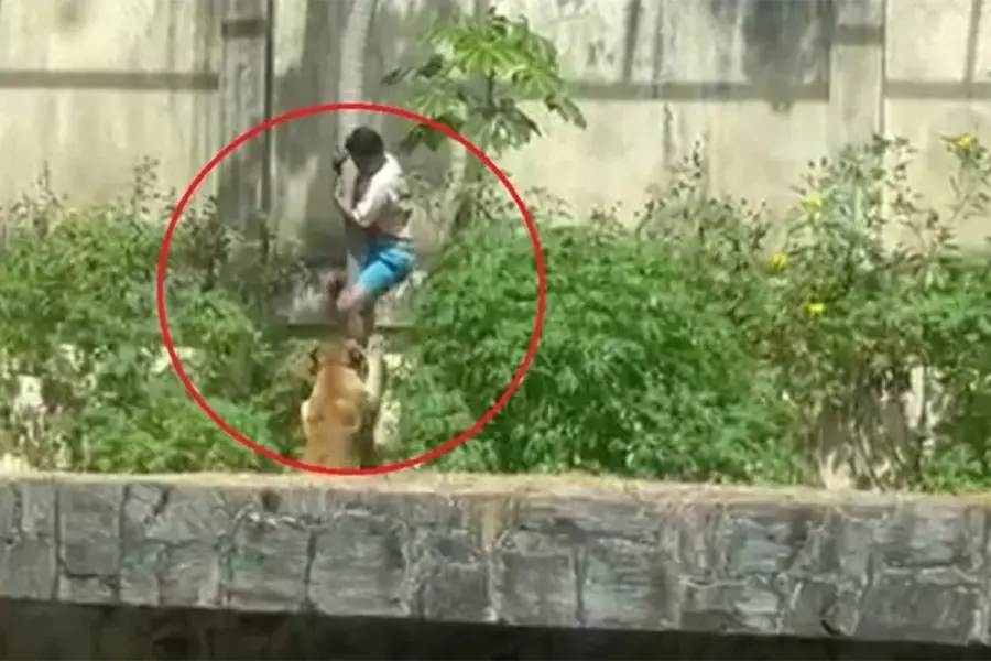 Qui&eacute;n era el joven que muri&oacute; tras ser atacado por una leona en un zool&oacute;gico de Brasil