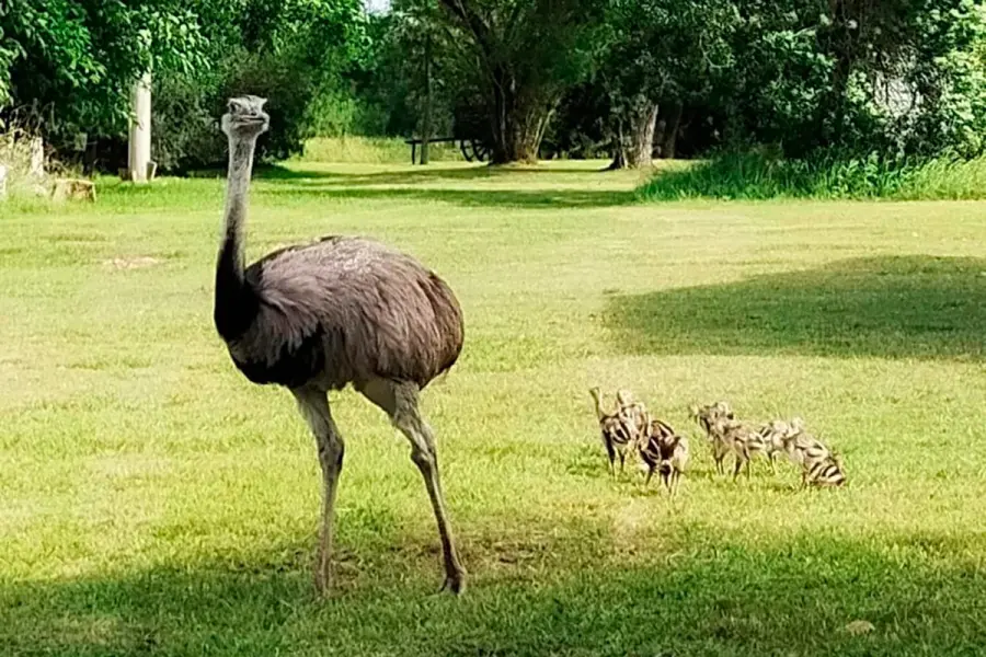 Foto: Municipalidad de Gualeguaych&uacute;.