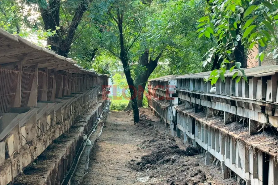 Los criaderos de conejo de Angora, al aire libre (foto Elonce)