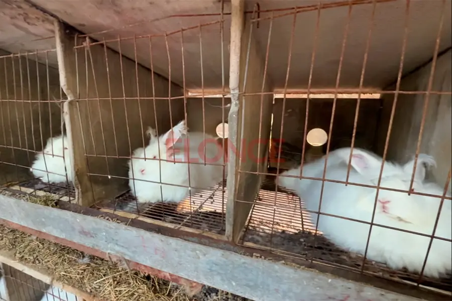 Producci&oacute;n de pelo de conejo de Angora (foto Elonce)