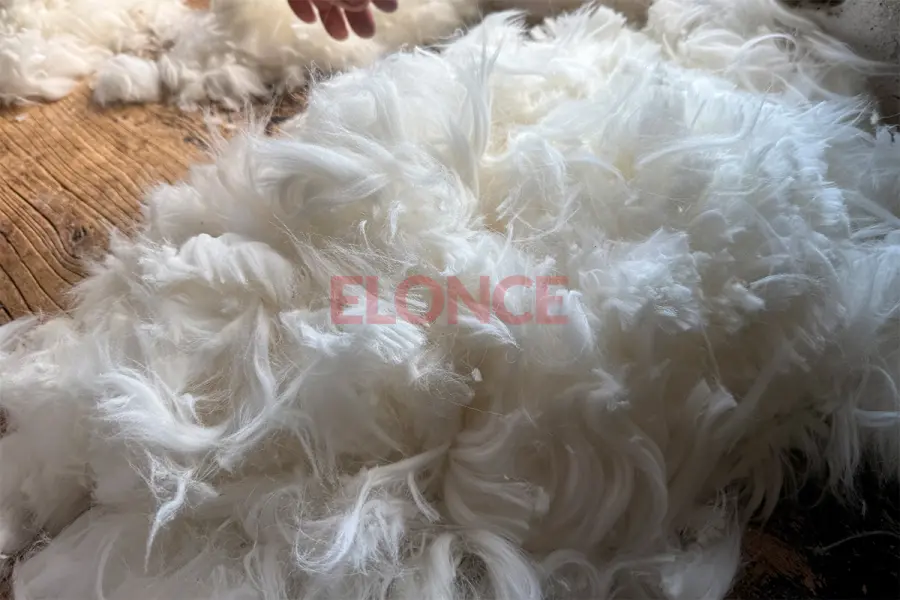 Producci&oacute;n de pelo de conejo de Angora (foto Elonce)