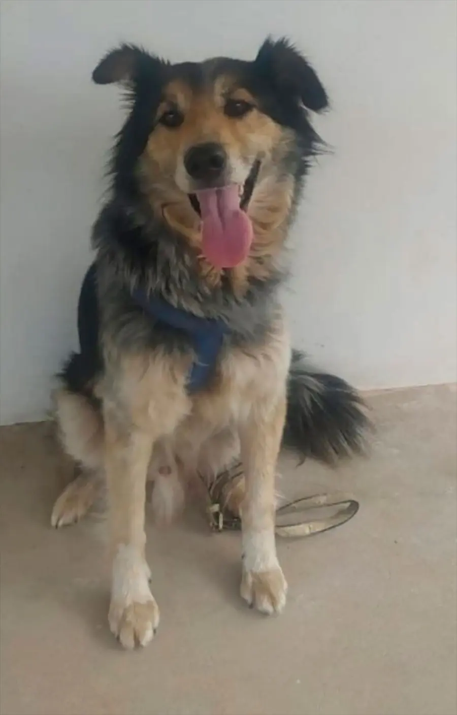 El perro que hab&iacute;a sido adoptado.