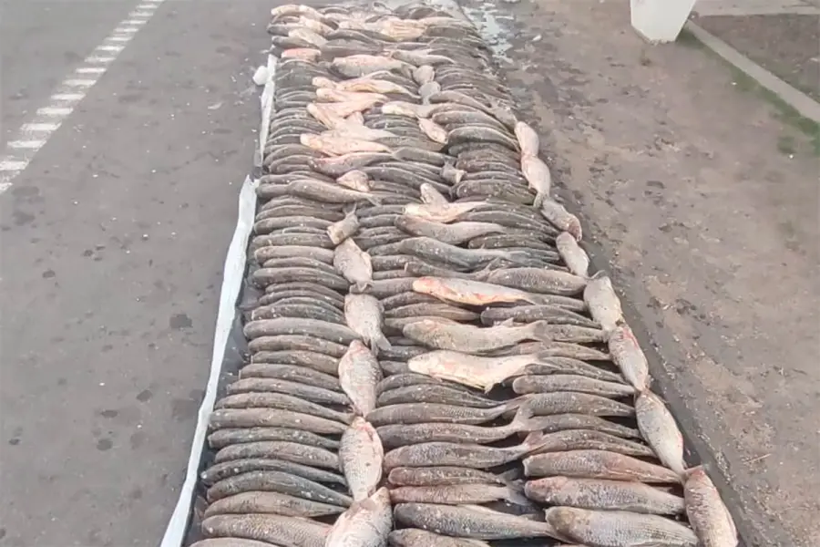 Incautaron 500 kilos de s&aacute;balos durante un operativo en un puesto vial