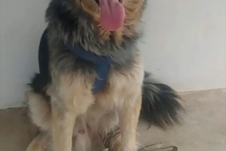 Dictaron prisión preventiva para el sujeto que adoptó un perro y lo torturó hasta matarlo