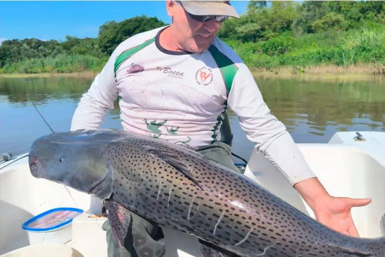 Video: pescador capturó un surubí de más de 40 kilos en el río Paraná y lo devolvió
