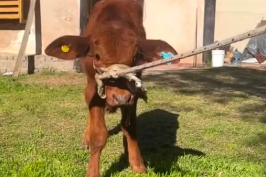 "Berni" era la mascota de la escuela