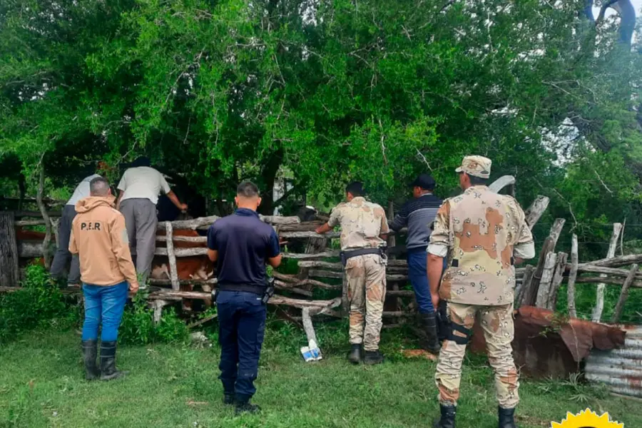 Recuperaron nueve vacunos que hab&iacute;an sido robados