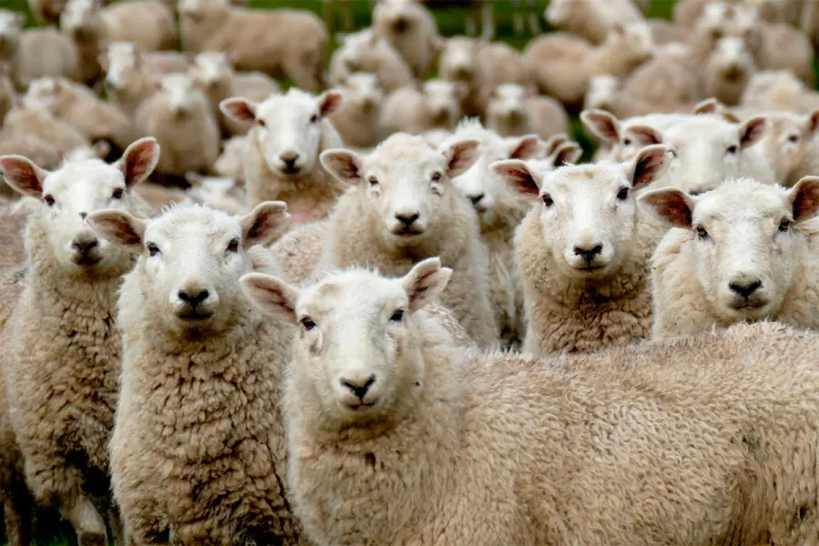 Foto: Archivo Elonce.