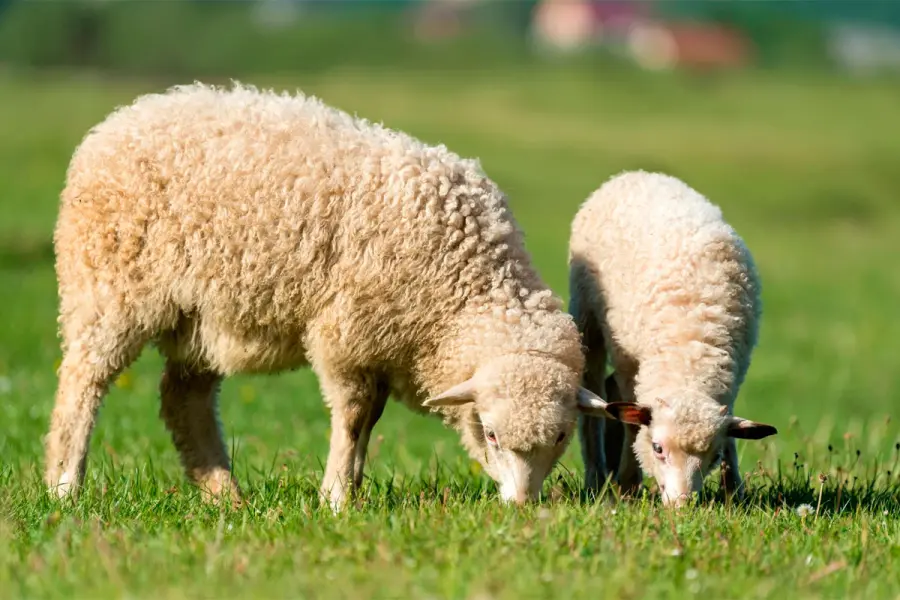 El Gobierno declar&oacute; una alerta sanitaria por sarna ovina en Chubut