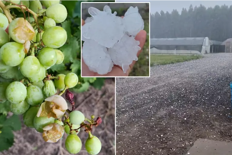 Intensa granizada en una zona de Entre Ríos causó importantes daños en viñedos y cítricos