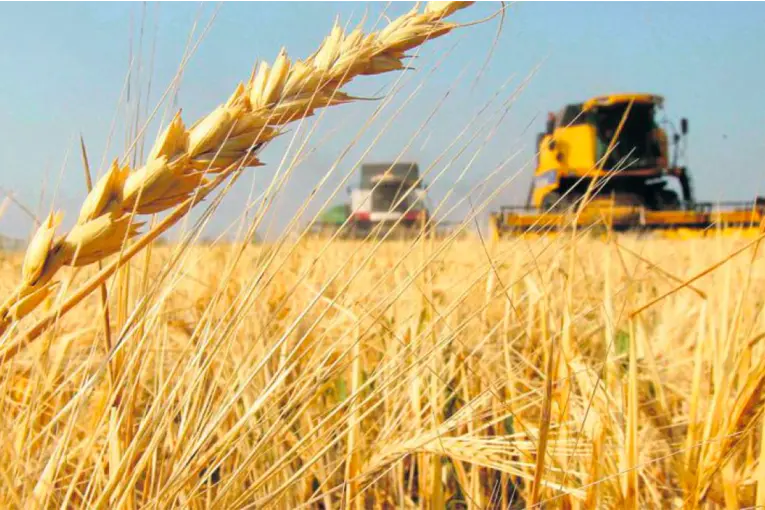 Anticipan que El Niño tendrá un fuerte impacto en la próxima campaña agrícola