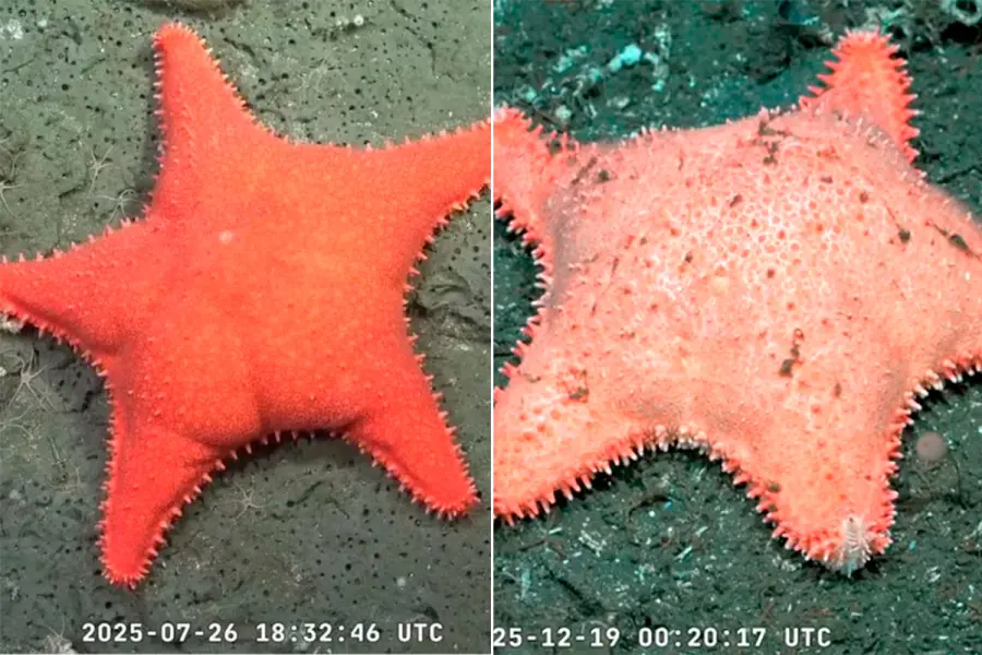 La primera estrella, con los "gl&uacute;teos m&aacute;s marcados" y la segunda hallada en el fondo del mar