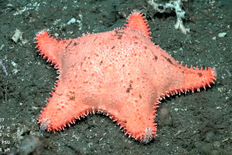 El streaming del Conicet volvió a encontrar una “estrella culona” en el Mar Argentino