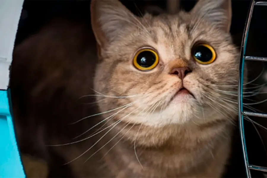 Las mascotas podr&aacute;n viajar en colectivos de larga distancia