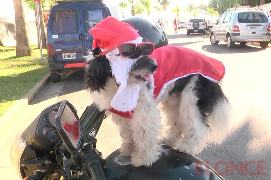 Malevo, el perro que acompa&ntilde;a a Pap&aacute; Noel (foto Elonce)