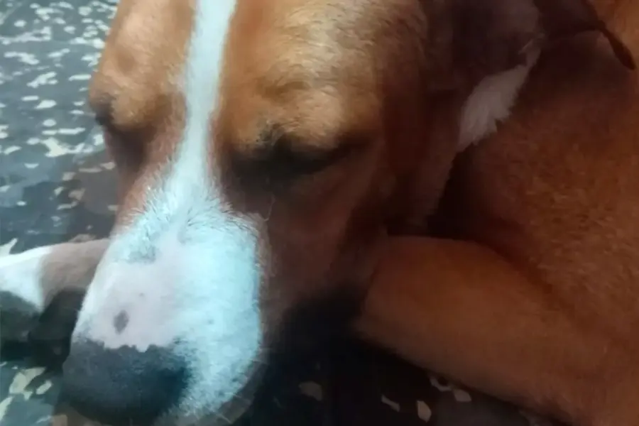 La perra que result&oacute; intoxicada - Foto: Dr.Vet Concepci&oacute;n del Uruguay