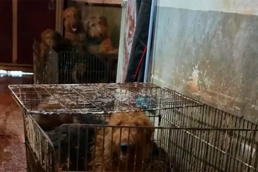 Rescataron 23 perros de un criadero ilegal: algunos estaban desnutridos y agonizando