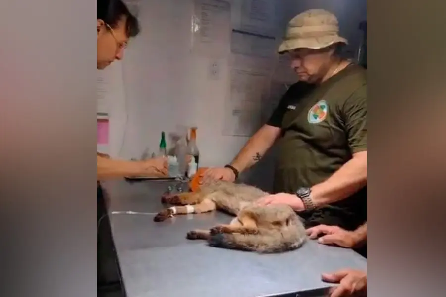 Una zorrita de monte fue rescatada tras quedar atrapada en una trampa