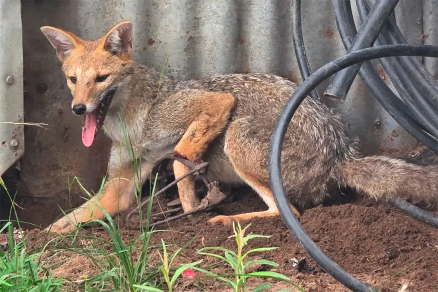 Una zorrita de monte fue rescatada tras quedar atrapada en una trampa