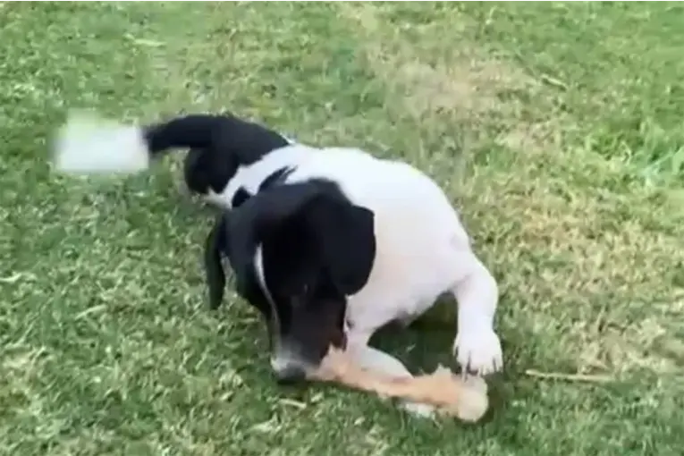 Un perro sufrió graves heridas al asustarse por pirotecnia y saltar contra una ventana