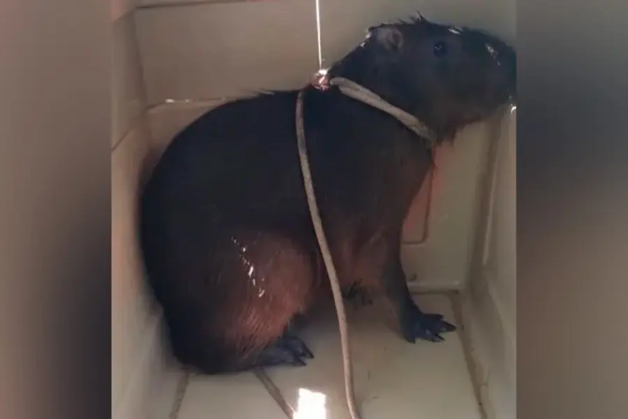 Un carpincho no soport&oacute; el calor y se refresc&oacute; en pileta de complejo termal entrerriano