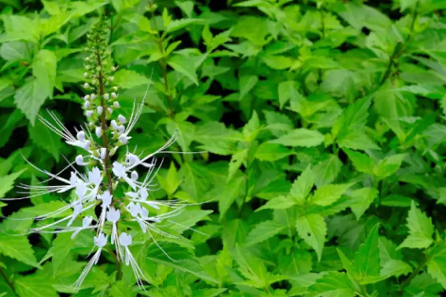 La planta de ortosif&oacute;n