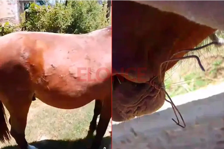 Denunciaron una seguidilla de robos y graves casos de crueldad contra caballos en Villaguay