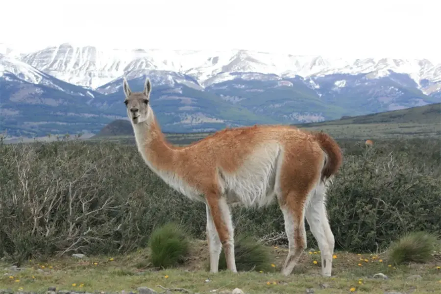 El guanaco es una especie protegida