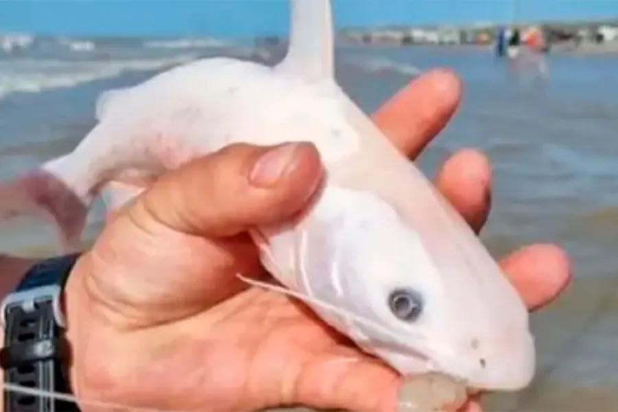 Hallaron un &ldquo;bagre fantasma&rdquo; en la Patagonia