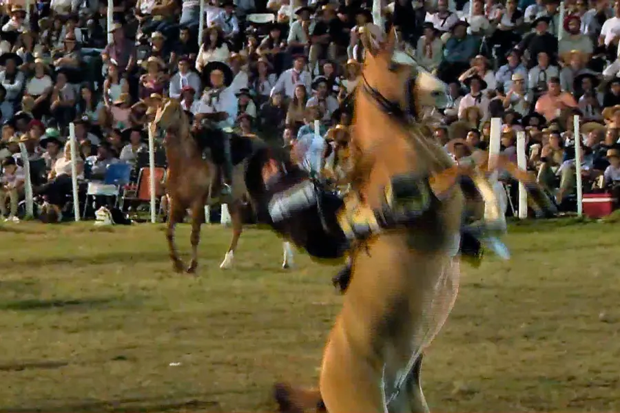 "Cepillo" Trevis&aacute;n