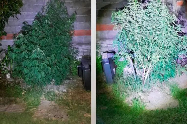 Mujer de 82 años pidió auxilio por su hijo alterado y la Policía halló plantas de marihuana
