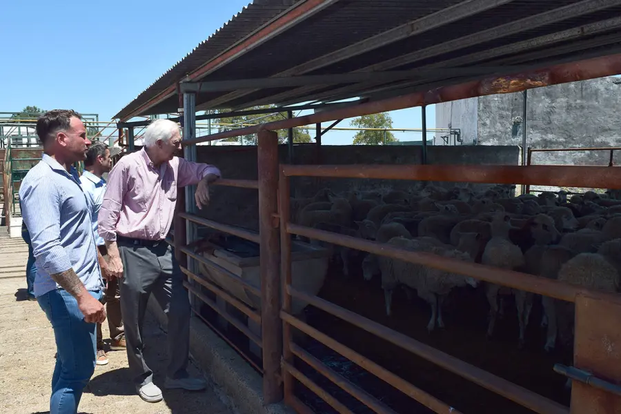Animales que ser&aacute;n exportados. Foto: Gobierno de Entre R&iacute;os.