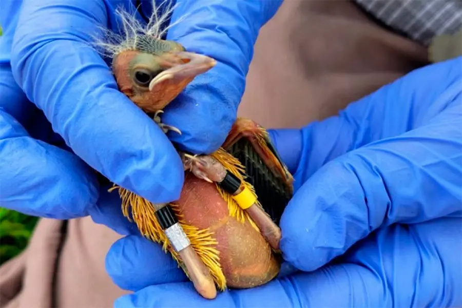 Conservaci&oacute;n del tordo amarillo (foto ERA Verde)