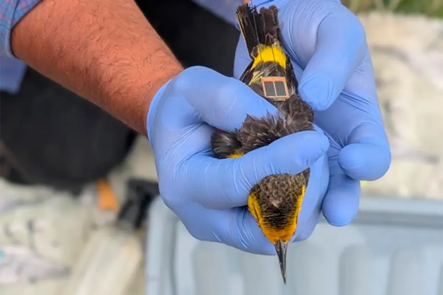 Conservaci&oacute;n del tordo amarillo (foto ERA Verde)