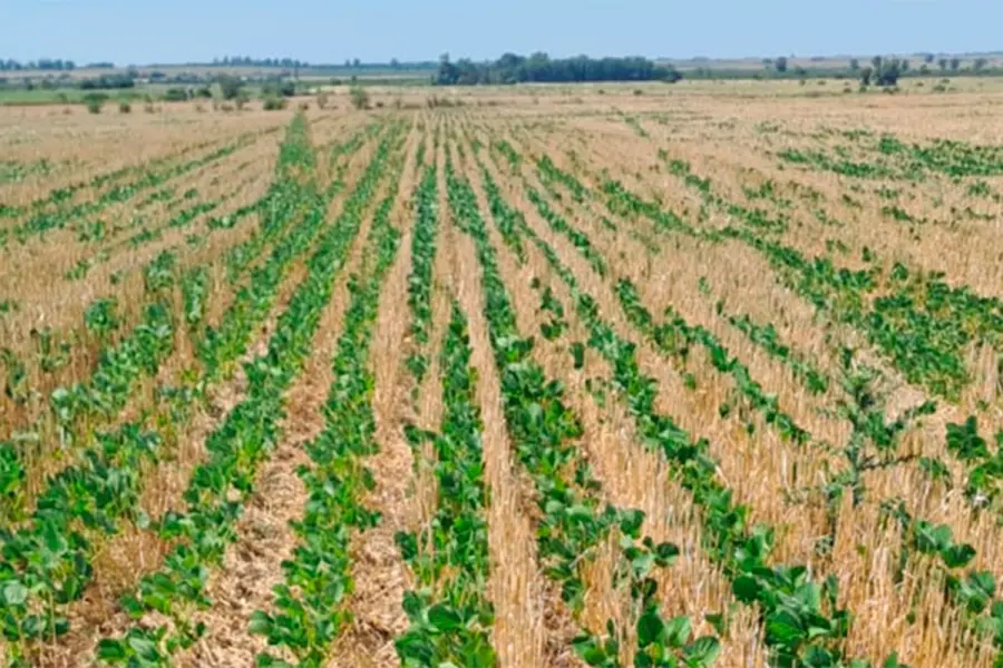 Productores alertan por "fuertes p&eacute;rdidas en ma&iacute;z y soja" en el sur entrerriano