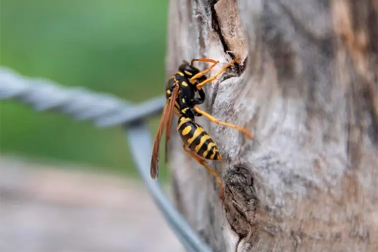Tres personas fueron atacadas por avispas en Paraná: una mujer terminó en el hospital
