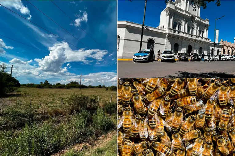 Encontraron un hombre fallecido en una zona rural: investigan si lo picó una abeja