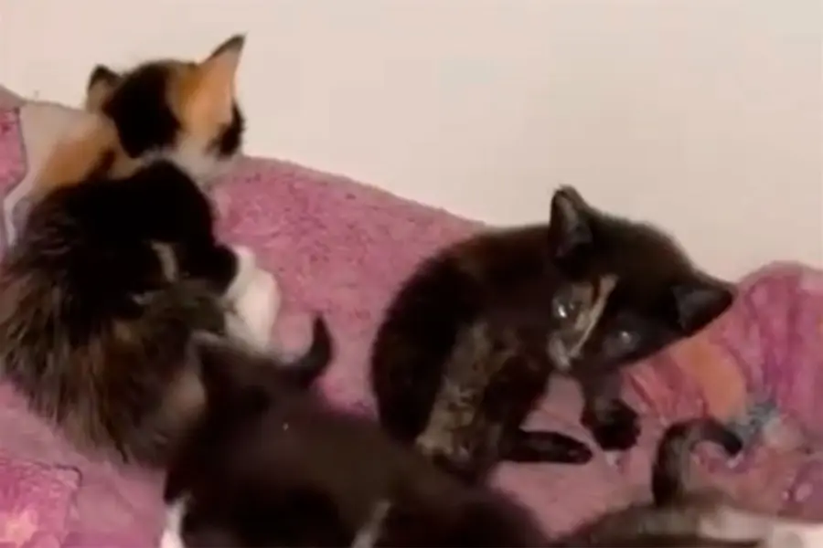 Caso de maltrato animal en San Benito