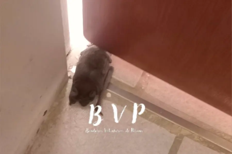 (foto Bomberos Voluntarios de Paran&aacute;)