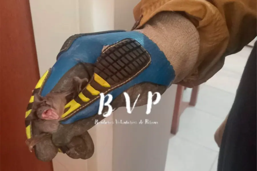 (foto Bomberos Voluntarios de Paran&aacute;)