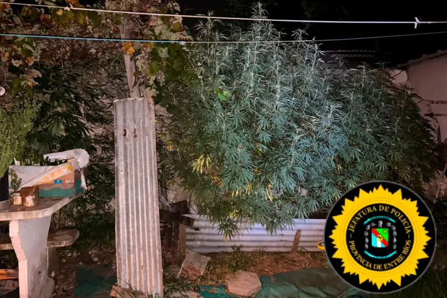Secuestraron 14 plantas de marihuana (foto Polic&iacute;a de Entre R&iacute;os)