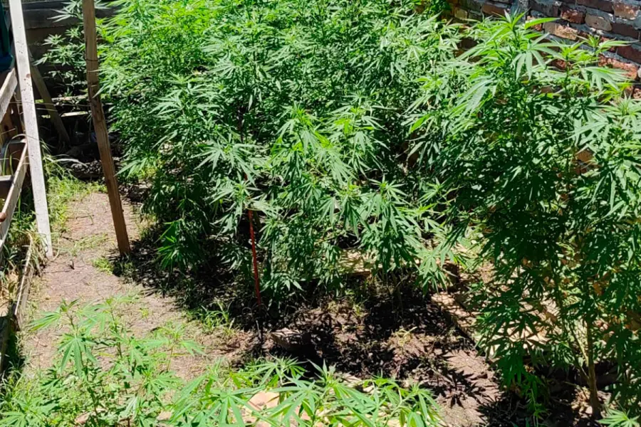 Plantaci&oacute;n de marihuana encontrada en Piedras Blancas.
