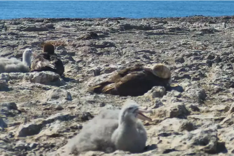 Conicet transmite en vivo una investigación sobre pingüinos en Chubut