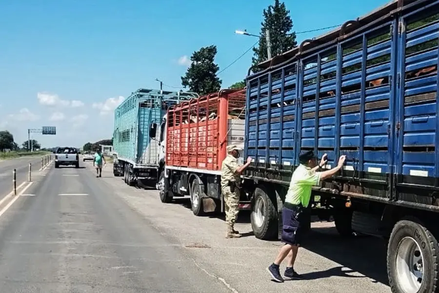 Cami&oacute;n con animales con garrapatas.