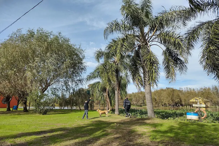 Los insectos est&aacute;n en las palmeras.