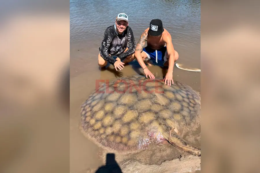 Raya pescada en el arroyo Feliciano.