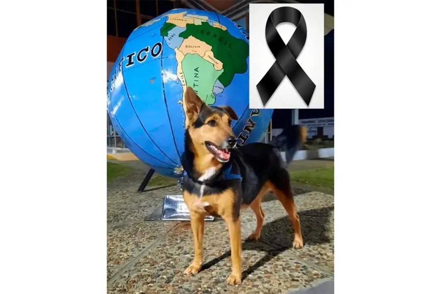 El perro de Emeri fue hallado muerto, con una herida de bala (foto redes sociales)