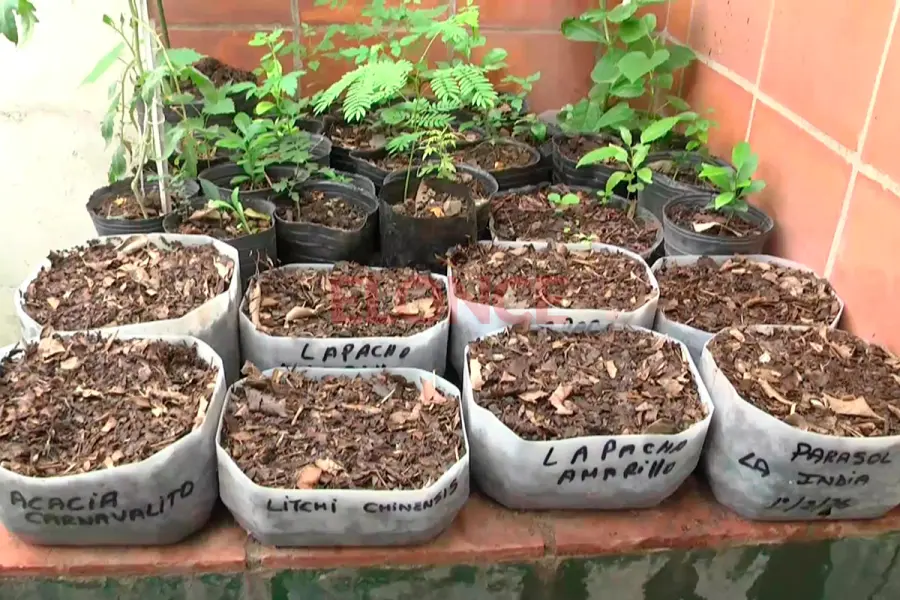 Plantaci&oacute;n solidaria de &aacute;rboles (foto Elonce)