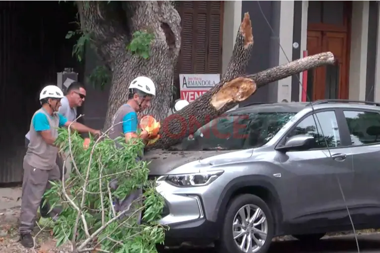 Un árbol cayó por el viento e impactó sobre una camioneta estacionada en Paraná