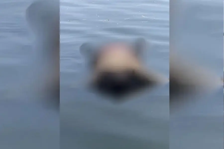 Cuerpo encontrado en la autopista.